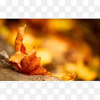 橙色干枯枫叶海报背景-空若网 橙色干枯枫叶海报背景-空若网