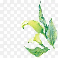 摄影绿叶首页效果元素-空若网 摄影绿叶首页效果元素-空若网