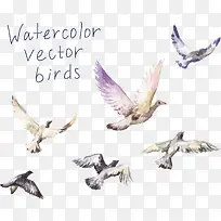 水彩飞鸟-空若网 水彩飞鸟-空若网