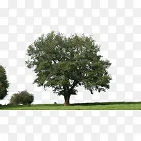 �ݵ�������ƺ-������