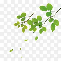 圆形绿色叶子树枝-空若网 圆形绿色叶子树枝-空若网