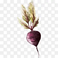 红萝卜-空若网 红萝卜-空若网