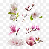 ľ����֦����ز�-������