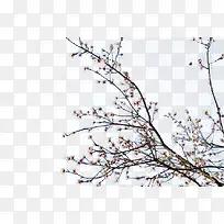 花枝树枝-空若网 花枝树枝-空若网