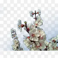 白色杏花树枝-空若网 白色杏花树枝-空若网