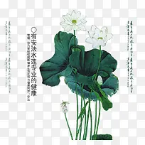 安法水莲-空若网 安法水莲-空若网