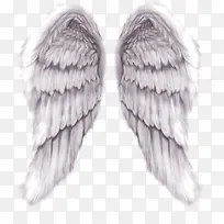 翅膀装饰图案8825桌面壁纸-空若网 翅膀装饰图案8825桌面壁纸-空若网