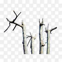 白色树干-空若网 白色树干-空若网