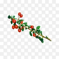 红色水果-空若网 红色水果-空若网