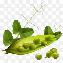 ��ͨ�㶹-������