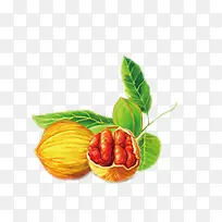 手绘山核桃-空若网 手绘山核桃-空若网