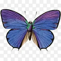 蓝色蝴蝶-空若网 蓝色蝴蝶-空若网