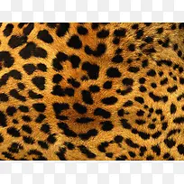 �Ա�Ƥë���Ʊ���-������