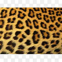 �Ա�����Ƥë����-������