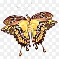 手绘唯美漂亮蝴蝶-空若网 手绘唯美漂亮蝴蝶-空若网