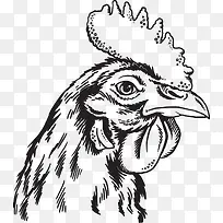 公鸡素描插画-空若网 公鸡素描插画-空若网