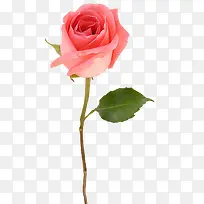 һ֦��ɫõ�廨-������