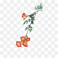 ��ɫ��ֲ��-������