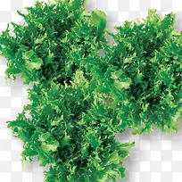 蔬菜图片-空若网 蔬菜图片-空若网