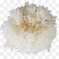 蔬菜类银耳-空若网 蔬菜类银耳-空若网