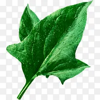 高清带水珠的蔬菜-空若网 高清带水珠的蔬菜-空若网