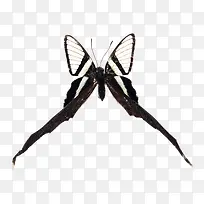 黑白燕尾蝶-空若网 黑白燕尾蝶-空若网