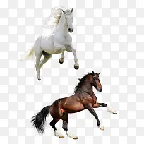 骏马素材-空若网 骏马素材-空若网