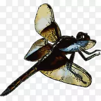 昆虫蜻蜓连翘剪贴画-兰博-空若网 昆虫蜻蜓连翘剪贴画-兰博-空若网