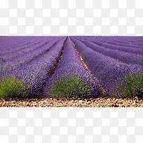 ×Ïɫ޹Ò²ݻ¨º£-¿ÕÈôÍø ×Ïɫ޹Ò²ݻ¨º£-¿ÕÈôÍø