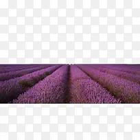 深紫色唯美薰衣草草原素材-空若网 深紫色唯美薰衣草草原素材-空若网