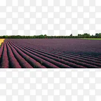 ŷ��޹�²ݻ���-������