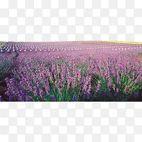 Ψ��޹�²���-������