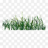 绿色小草-空若网 绿色小草-空若网