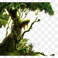 古老的大树-空若网 古老的大树-空若网