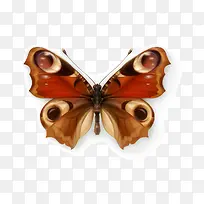 蝴蝶-空若网 蝴蝶-空若网