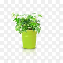 花卉素材 绿色植物-空若网 花卉素材 绿色植物-空若网