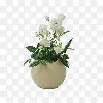 花卉素材 绿色植物-空若网 花卉素材 绿色植物-空若网