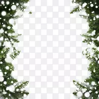 雪含羞草-美丽的松雪片边界雪-空若网 雪含羞草-美丽的松雪片边界雪-空若网