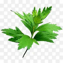 ��Ҷ ���� ��Ҷ-������