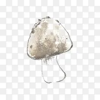 鸡枞菌蘑菇-空若网 鸡枞菌蘑菇-空若网