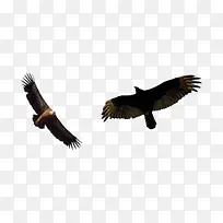 展翅的雄鹰-空若网 展翅的雄鹰-空若网