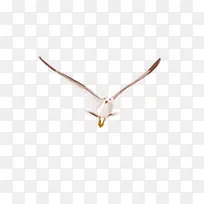 雄鹰展翅飞翔-空若网 雄鹰展翅飞翔-空若网