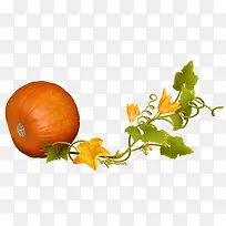 手绘南瓜-空若网 手绘南瓜-空若网