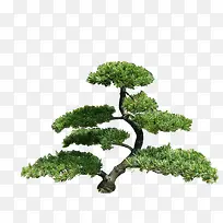 景观前景树-空若网 景观前景树-空若网