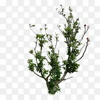 景观前景树-空若网 景观前景树-空若网