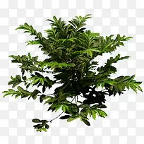 景观前景树-空若网 景观前景树-空若网