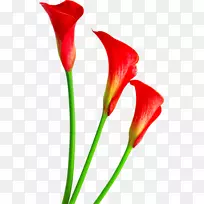 切花百合花剪裁艺术勃艮第花-空若网 切花百合花剪裁艺术勃艮第花-空若网