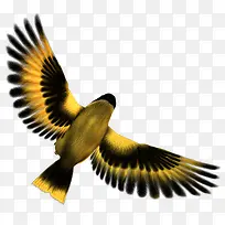 金丝雀飞翔动物-空若网 金丝雀飞翔动物-空若网