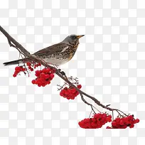 灰雀站树枝-空若网 灰雀站树枝-空若网