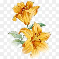 手绘百合花-空若网 手绘百合花-空若网